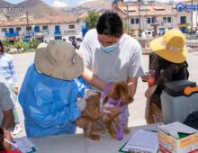 La Municipalidad de San Sebastián,realizaron la campaña de desparasitación, vacunación y vitaminas a los canes y gatos